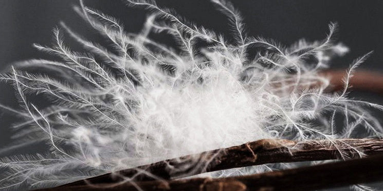 Chaleco corto cálido otoño e invierno plumón de pato blanco